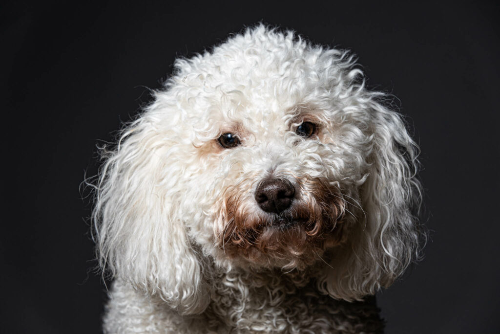 A white doodle lit against a dark studio backdrop