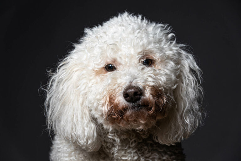 A white doodle in dramatic studio light