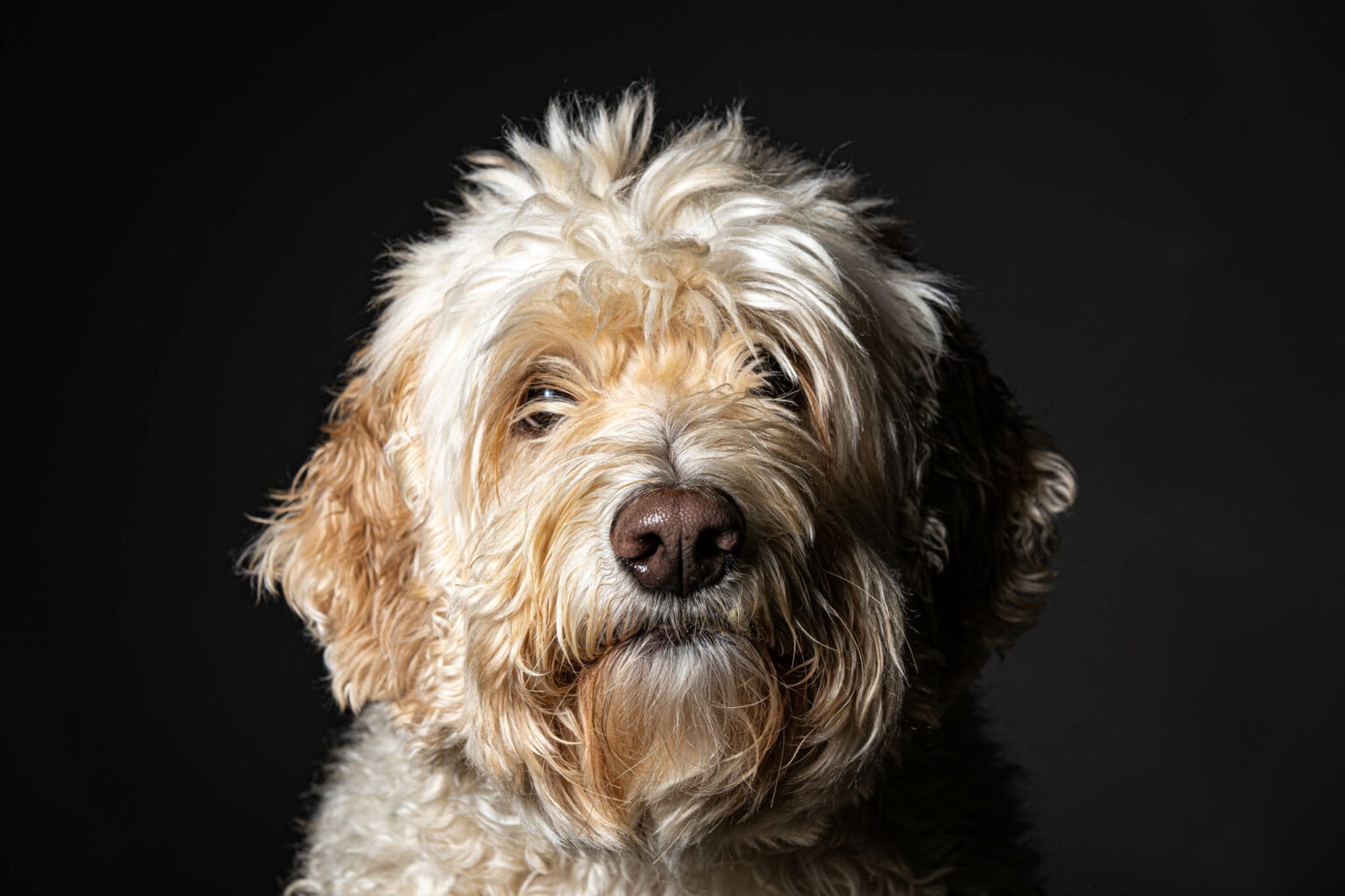 A shaggy golden doodle, studio portrait on a dark backdrop
