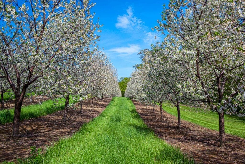 Rows of cherry trees in white blossom in a Door County orchard under a blue sky