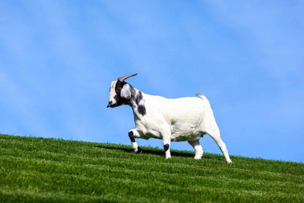 A white and black goat on a green hillside against a bright blue sky, Door County
