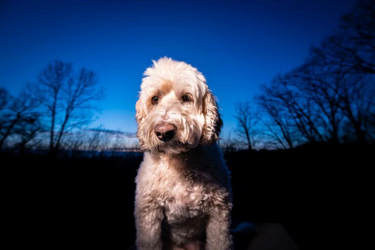Harvey outside at blue hour