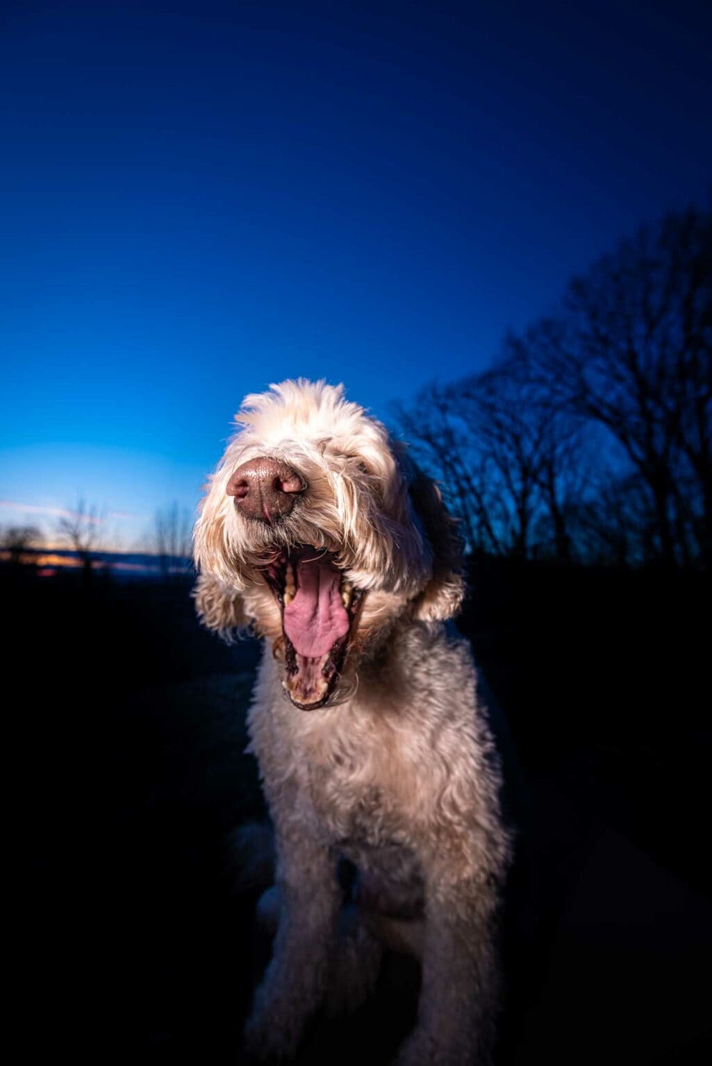 A shaggy doodle named Harvey lit by flash against a deep blue sky after sunset