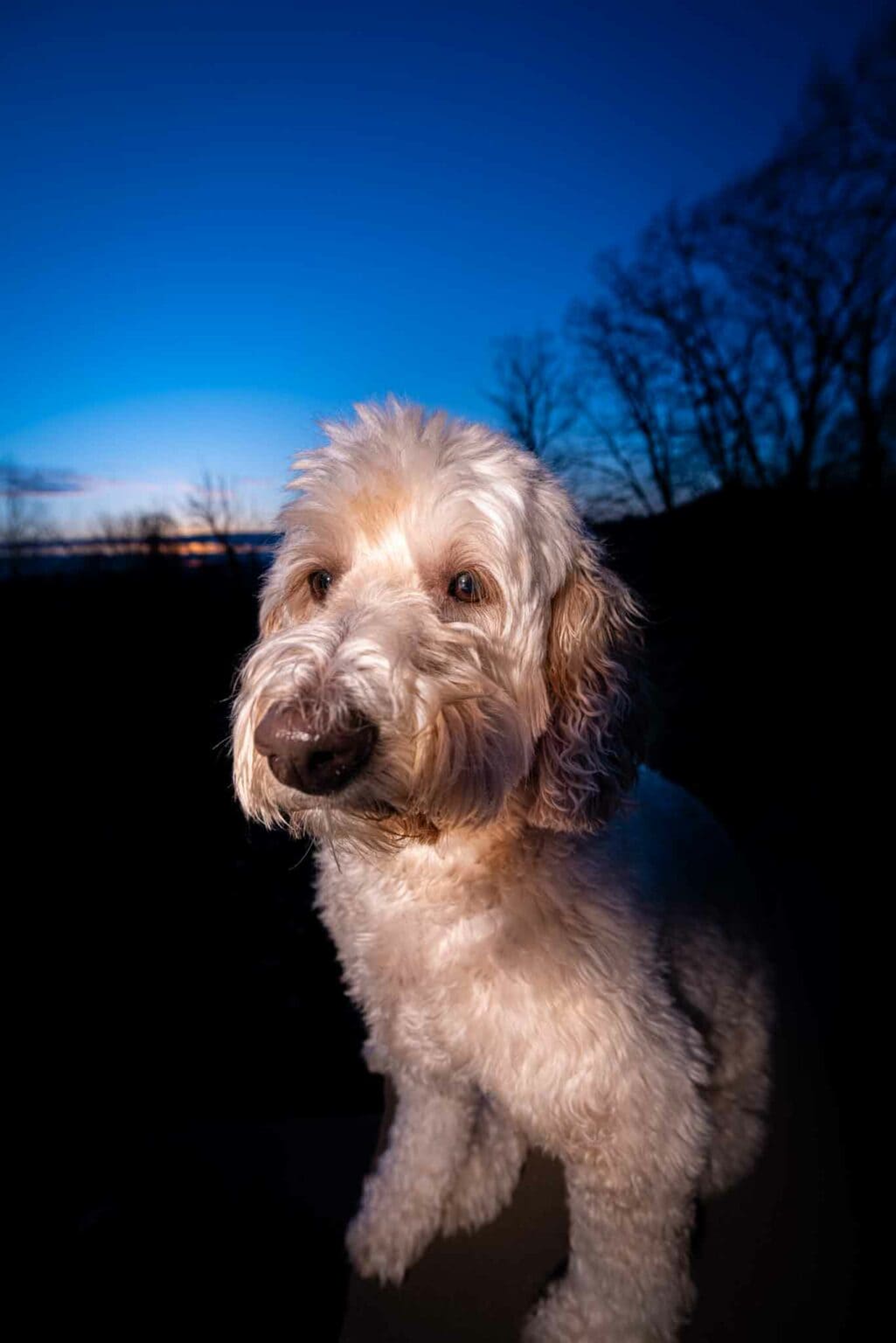 Harvey outside at blue hour, lit against a deep blue sky