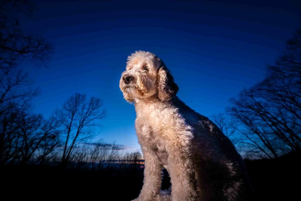 Harvey outside after sunset, lit against the blue hour sky