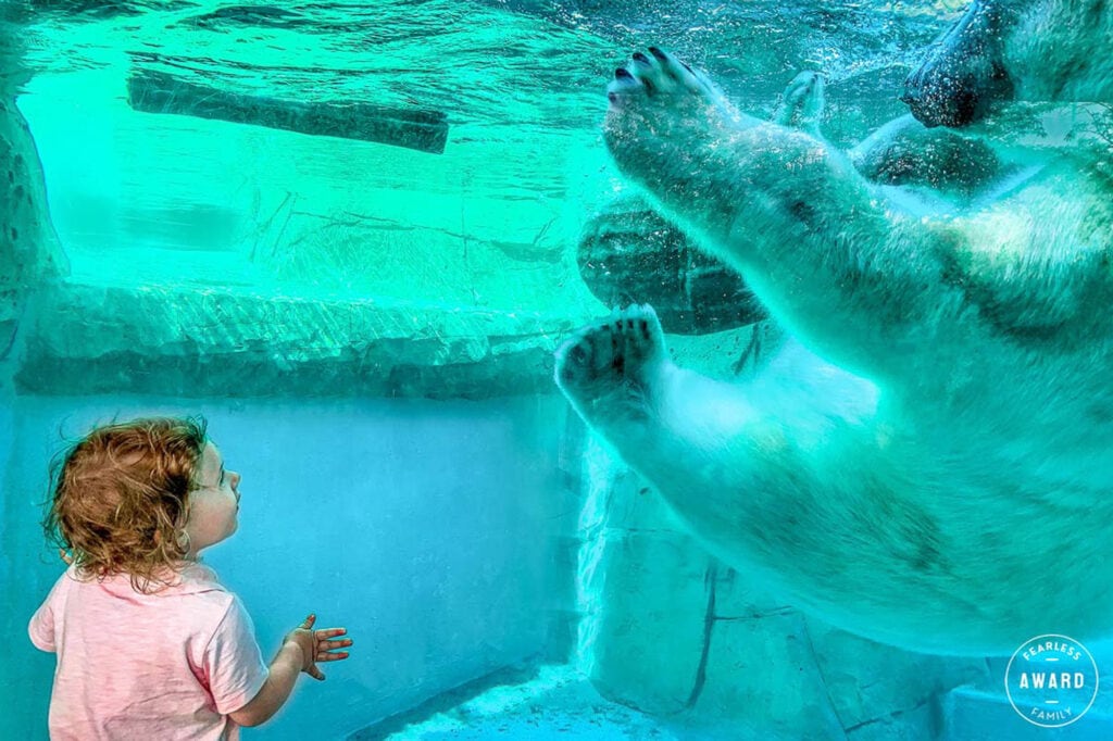 Young child in pink shirt gazing up at polar bear swimming underwater in bright turquoise pool