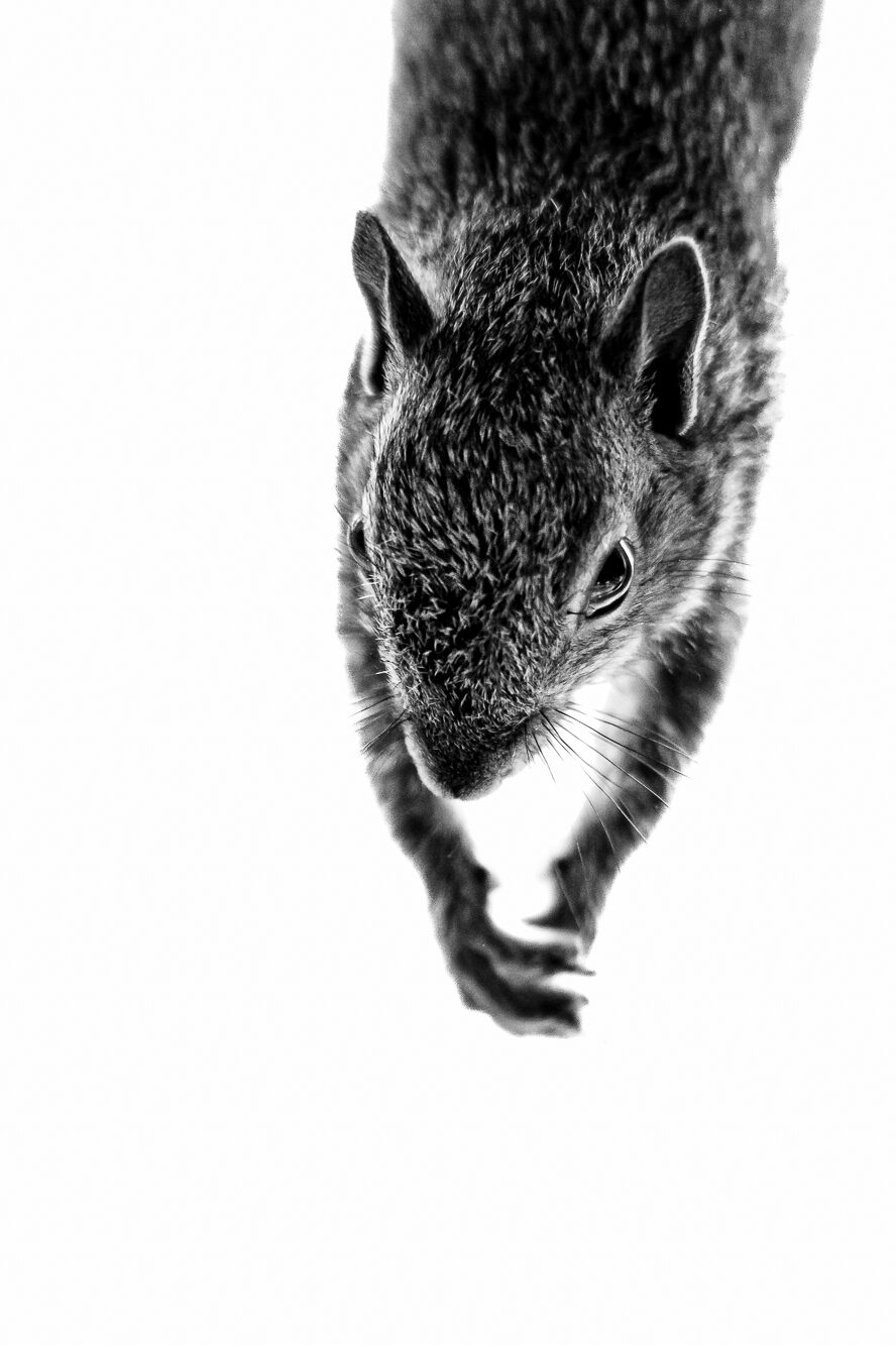 Wilson, the orphaned squirrel we took in