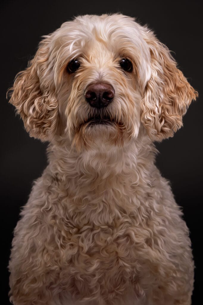 Harvey, an apricot goldendoodle