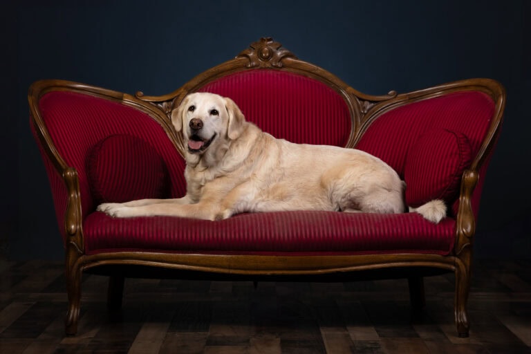 Bob stretched out on a red velvet sofa