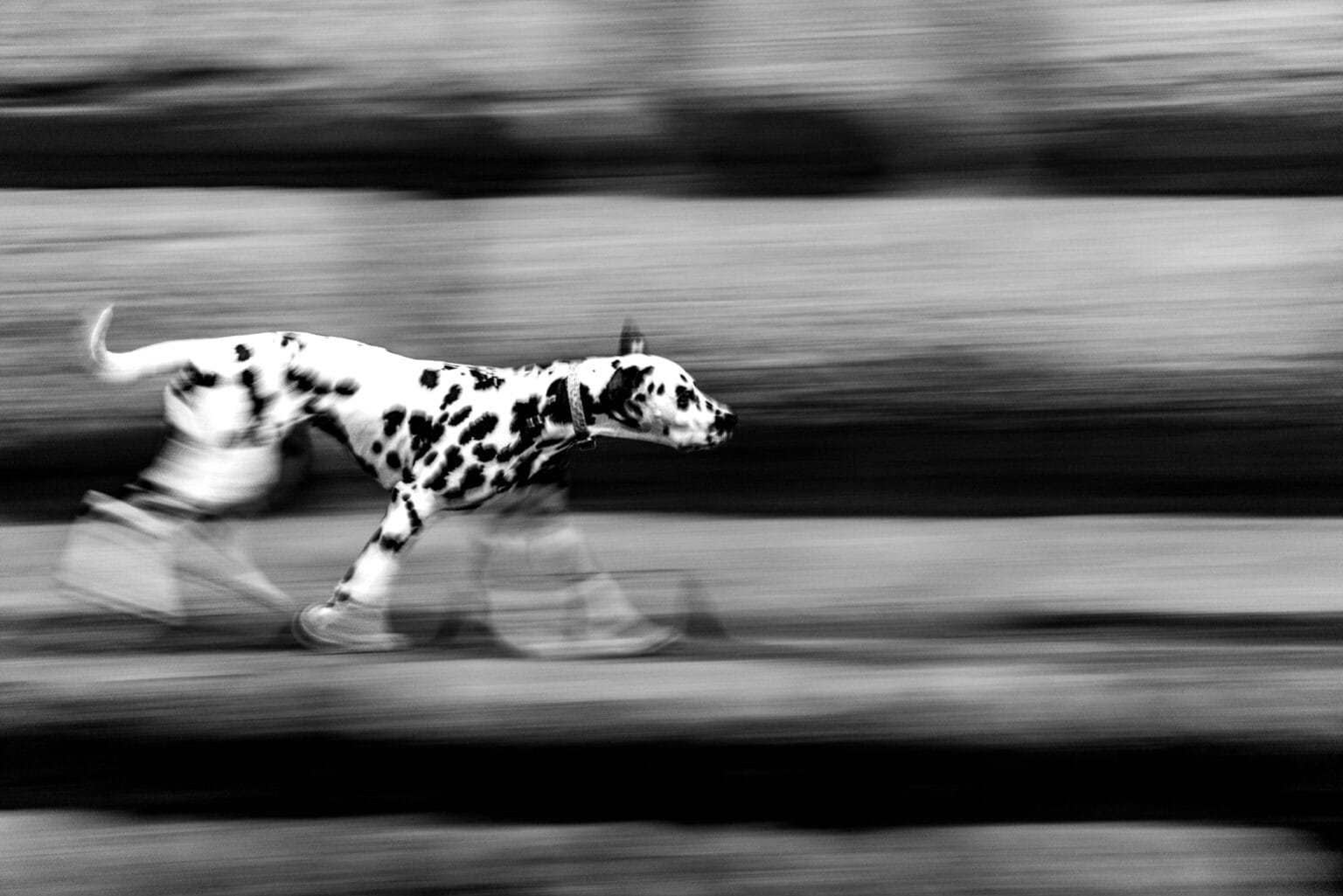 A Dalmatian running past a stone wall in Florence, Italy, motion blur, black and white