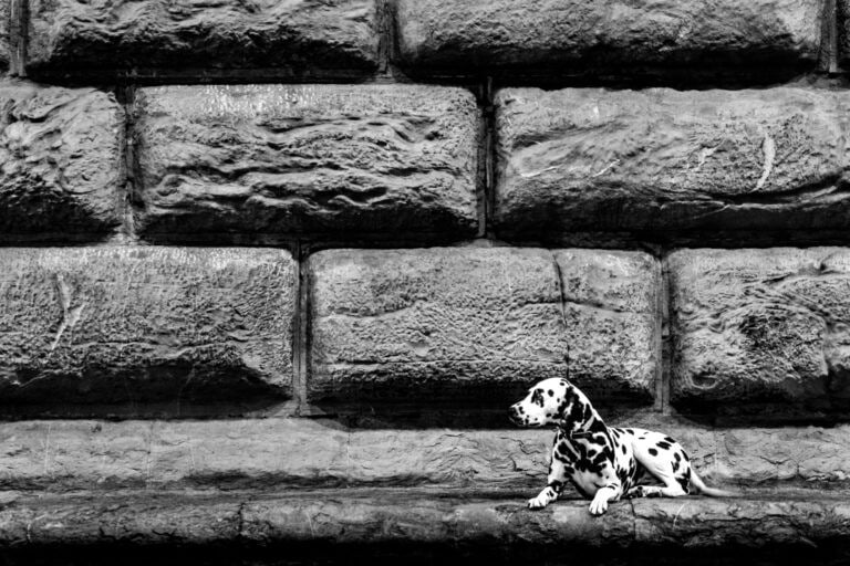 A Dalmatian resting beneath a stone wall in Florence