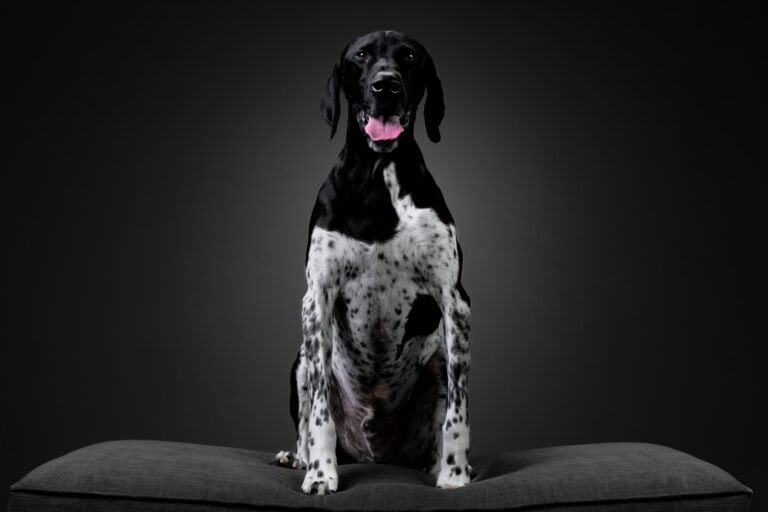 Groot, a black and white pointer, on a studio cushion