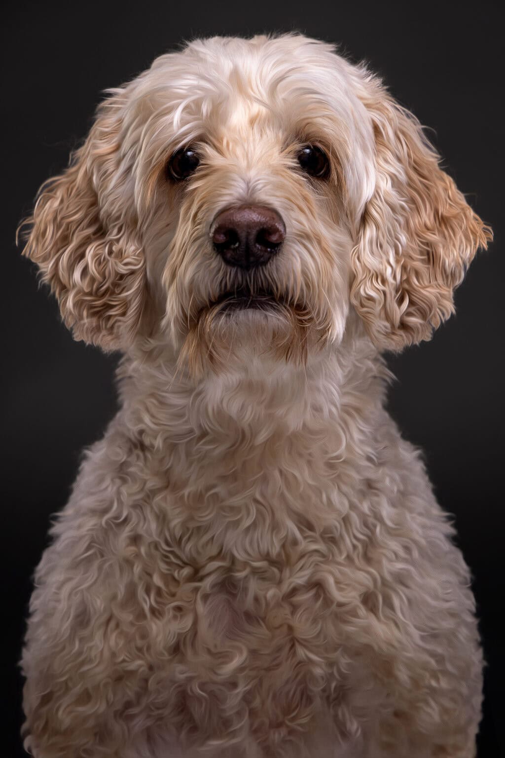 Harvey, a shaggy doodle, studio portrait on a dark backdrop