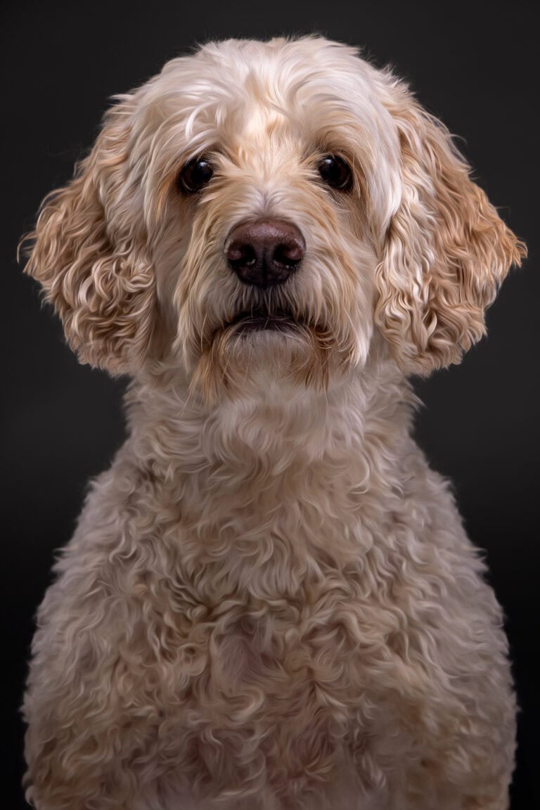 Harvey, a golden doodle, in the studio against a dark backdrop