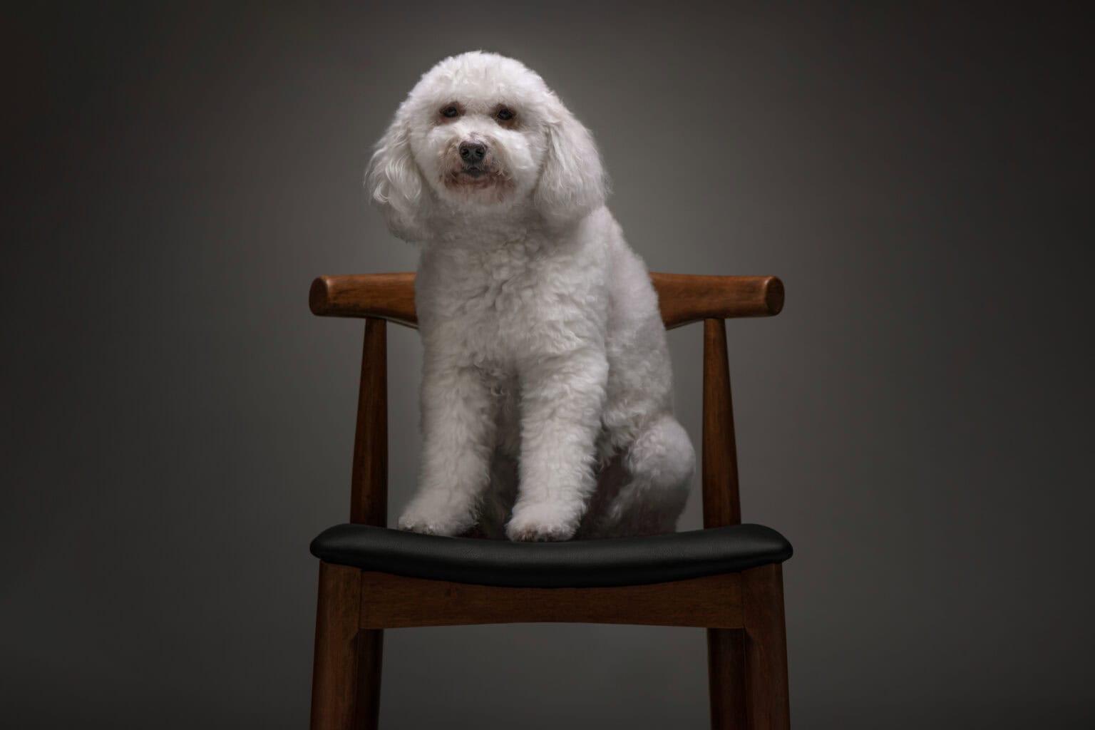 A white doodle named Heathrow sitting on a wooden chair in the studio
