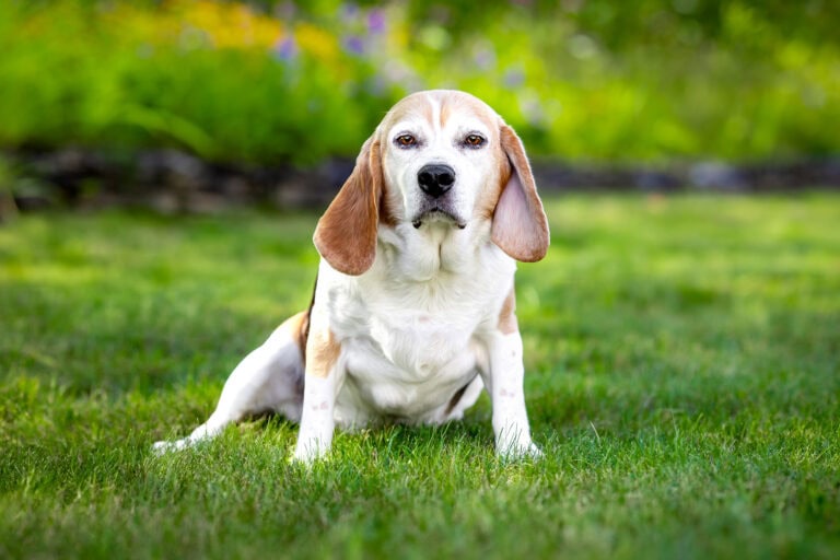 Lucy, a beagle, sitting in the grass