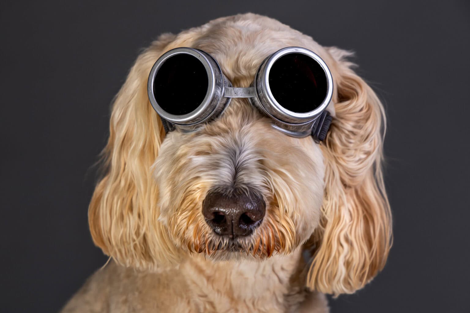 A shaggy golden doodle named Ted in round goggles, studio portrait on a dark backdrop