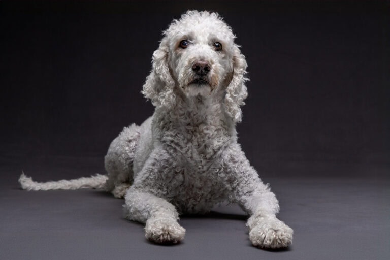 A white poodle lying down in the studio