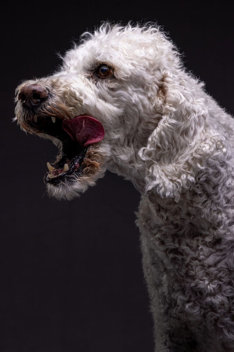 A white poodle mid-yawn