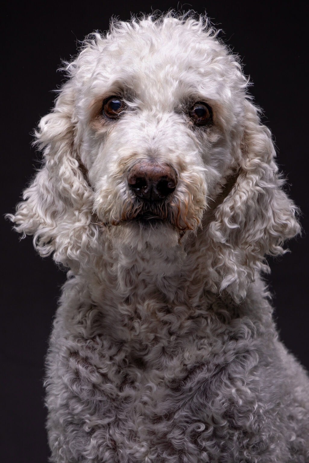 A silver doodle from Tucker and Lou&rsquo;s session, studio portrait on a dark backdrop
