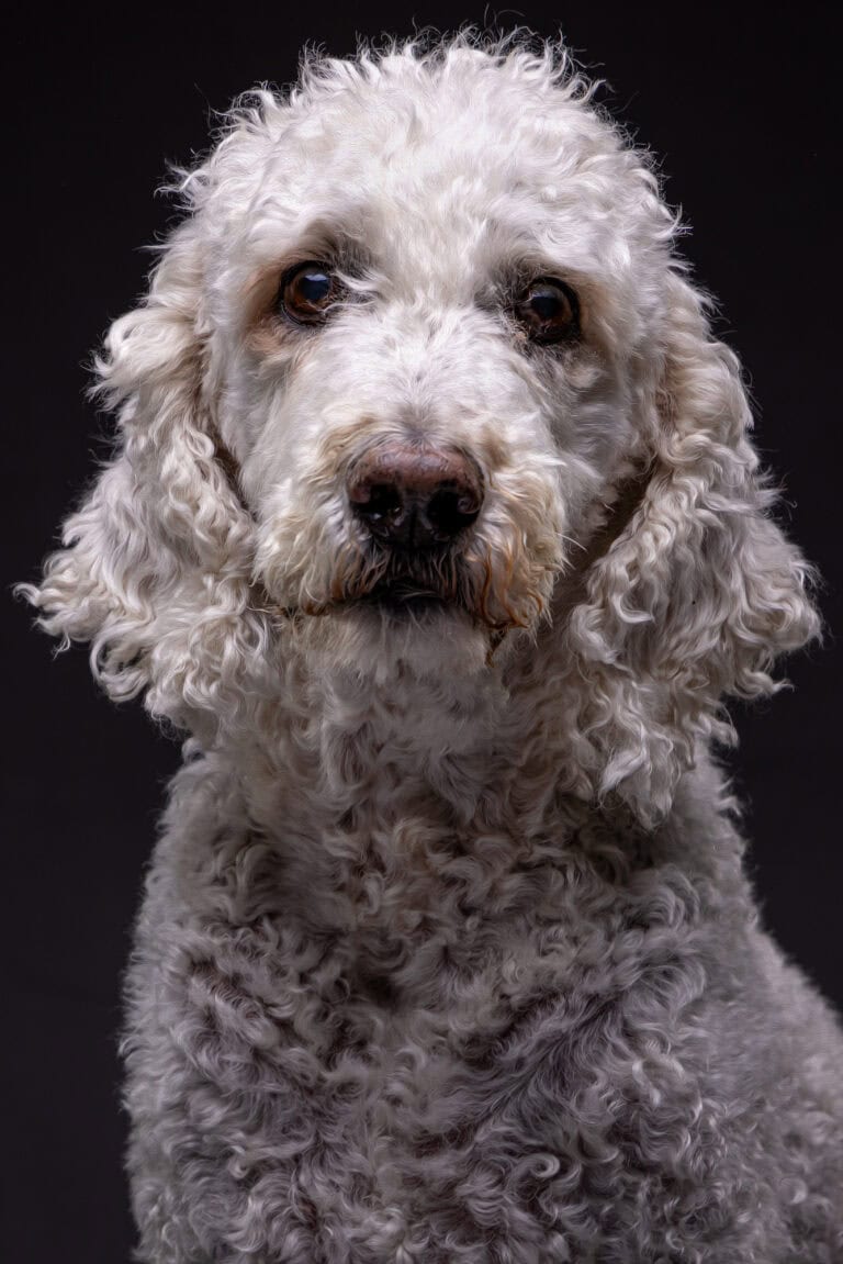 A white poodle looking straight at the camera