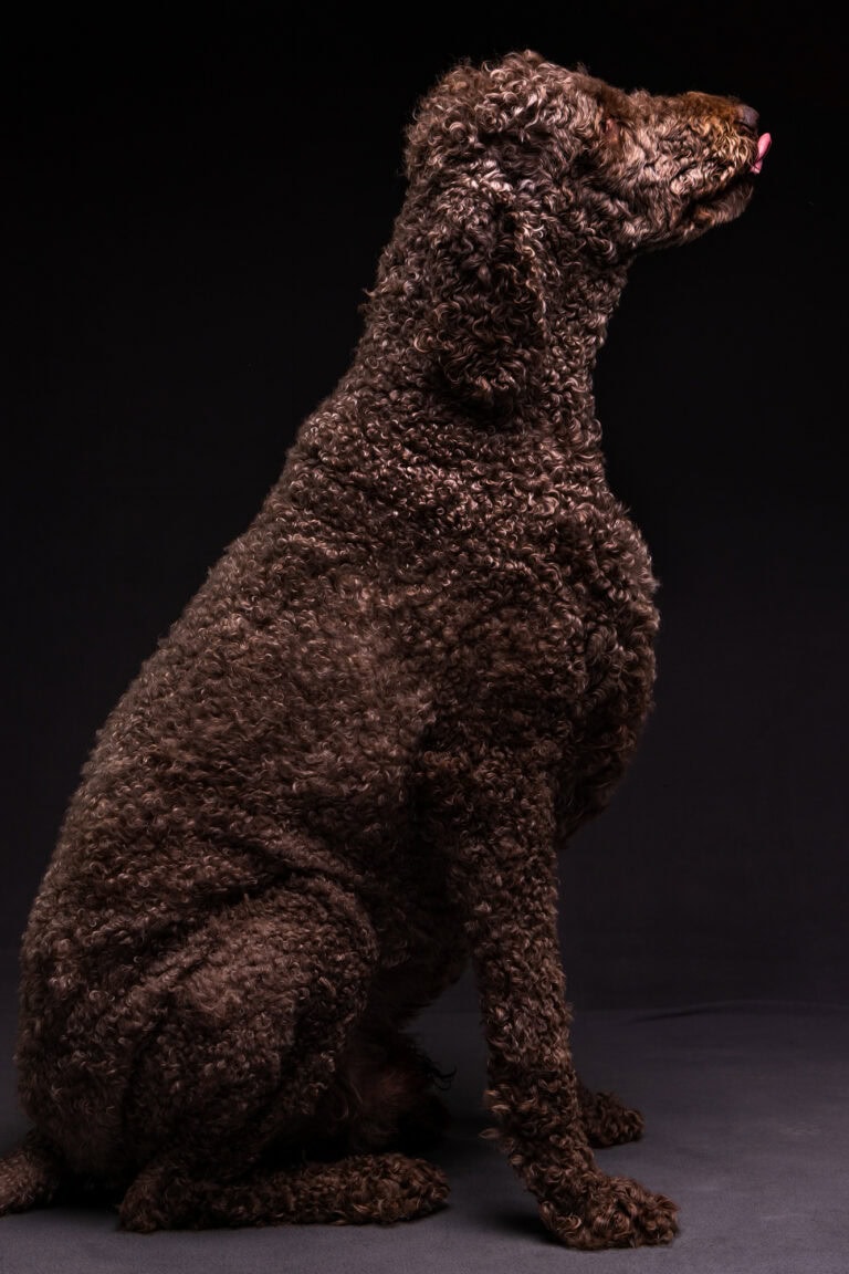 A brown standard poodle in profile