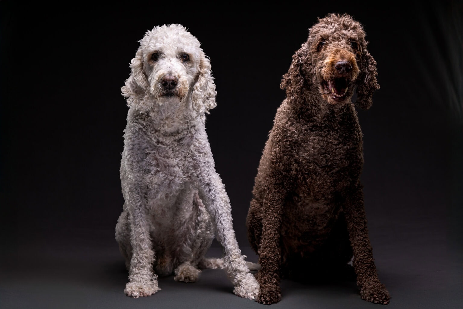 Two doodles, Tucker and Lou, sitting side by side on a dark studio backdrop