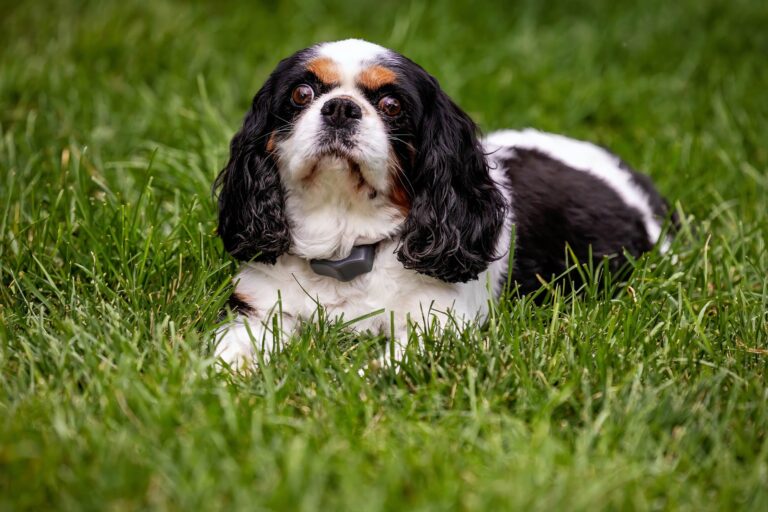 A Cavalier King Charles spaniel in the grass