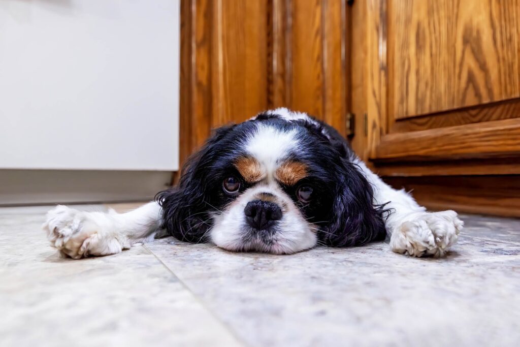 A Cavalier King Charles spaniel stretched out on the floor, photographed at eye level
