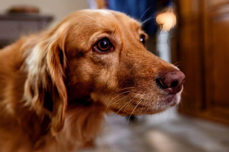 A golden retriever up close