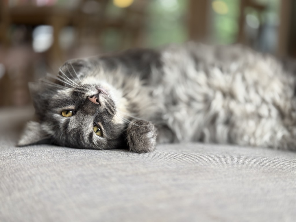 Marty McFly, our grey tabby cat, rolled onto his side on the couch